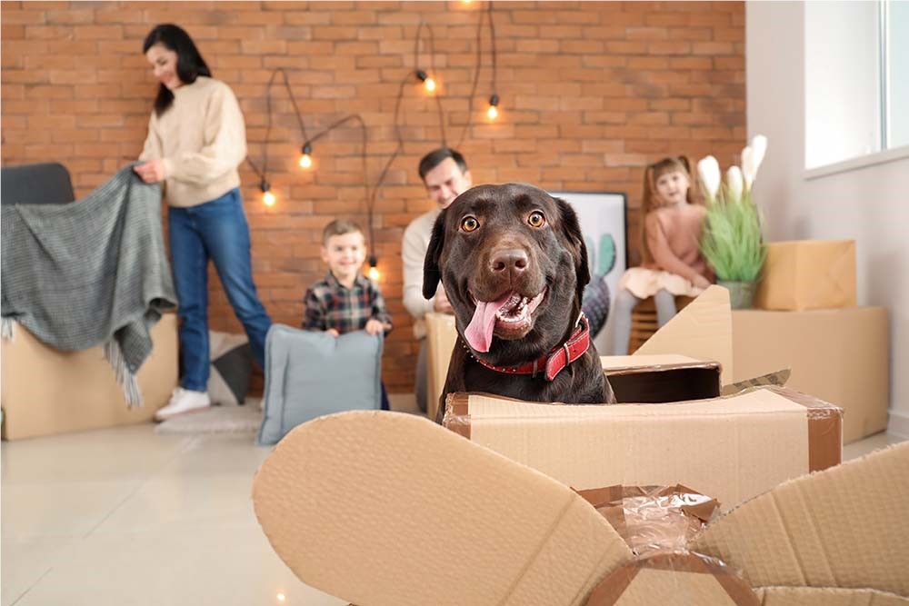 Tips for Moving with Your Pets on Your Next Residential Relocation
