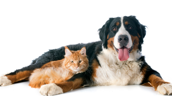 Abby Home Partners with HAWS Humane Animal Welfare Society