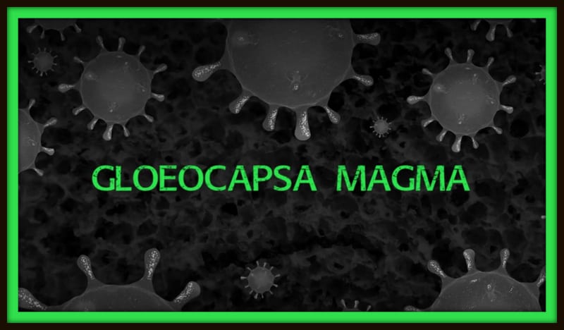 Gloeocapsa_Magma