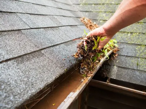 How to Remove Mold from Your Roof