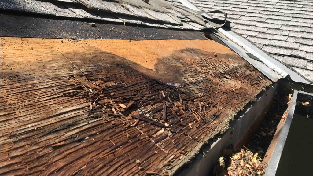roof-rot-on-asphalt-shingle-roof