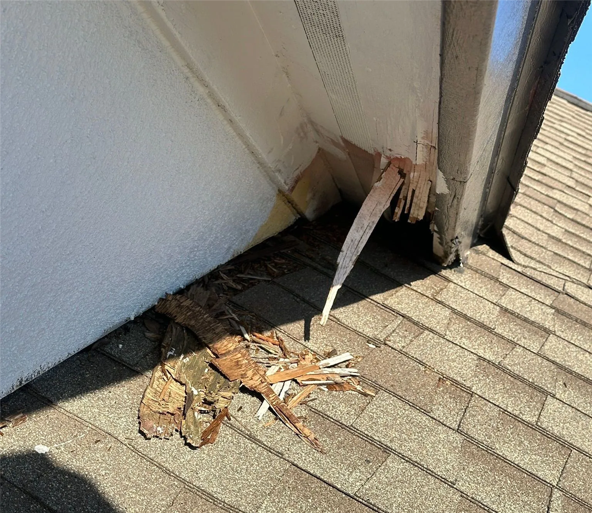 Protect Your Roof from Animal Damage: Expert Roofing Tips