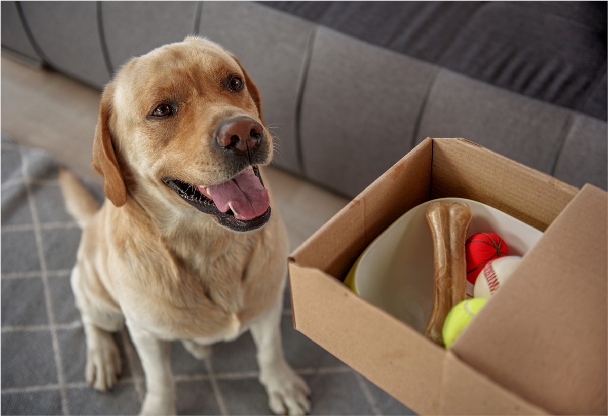 A dog next to a moving box with pet toys in it