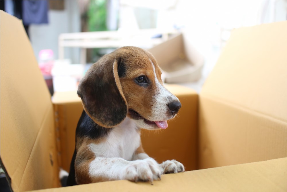 Great Pet Moving Tips