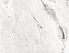 White Colors Photo 6