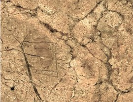 Brown Colors Photo 15