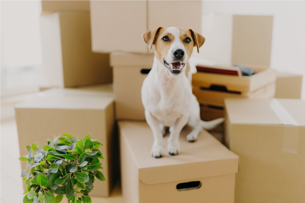 Make Your Move Stress-Free With These Pet Moving Tips