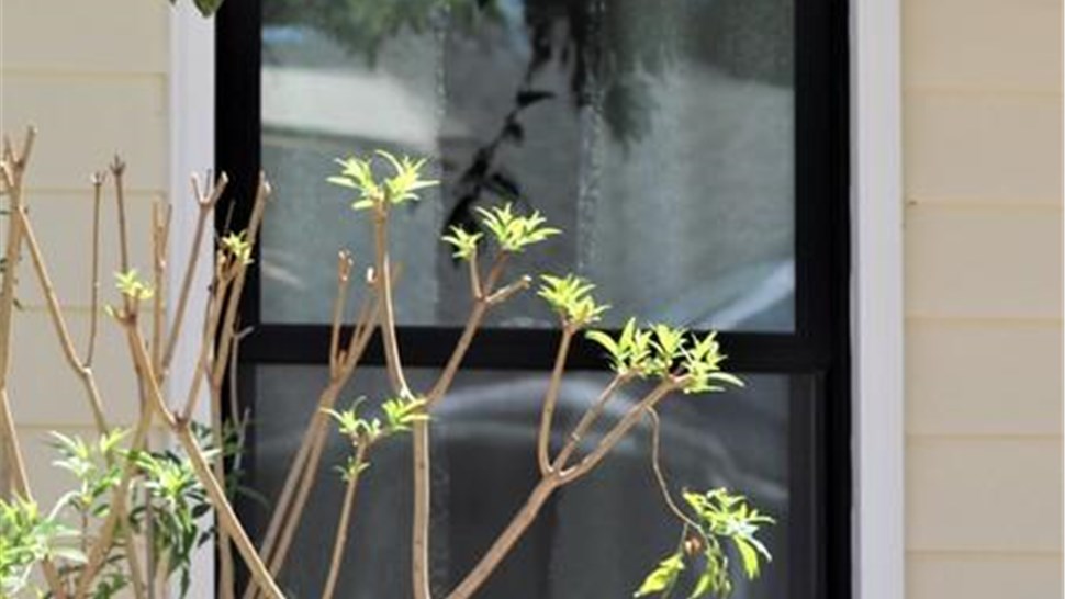 Replacement Windows Project in Santa Ana, CA by Design Windows And Doors