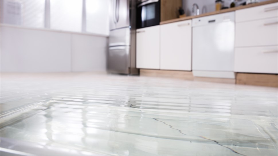 Dynasty Water Mitigation Photo 3