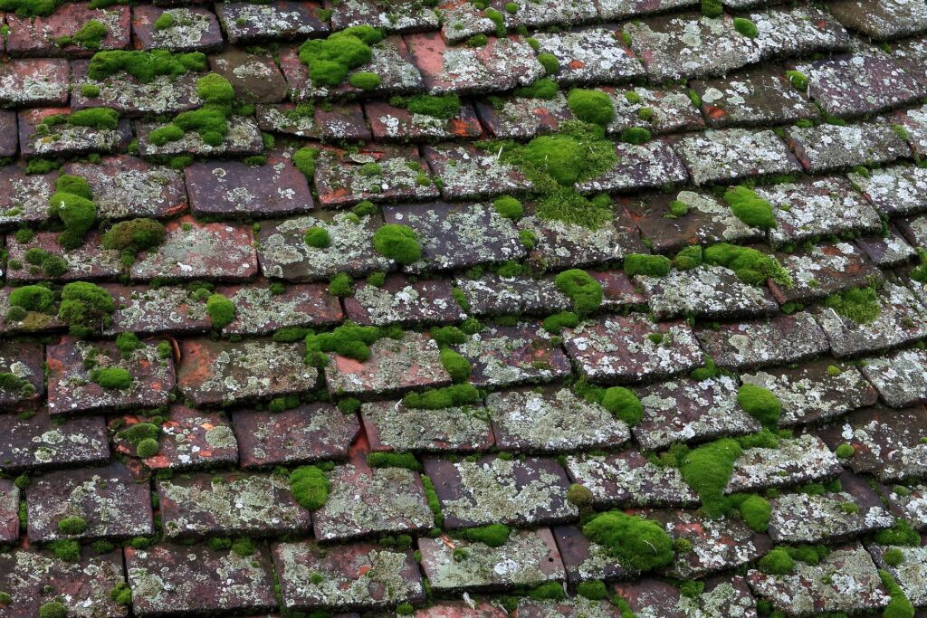 A moss-covered roof with wooden shingles that need replacement