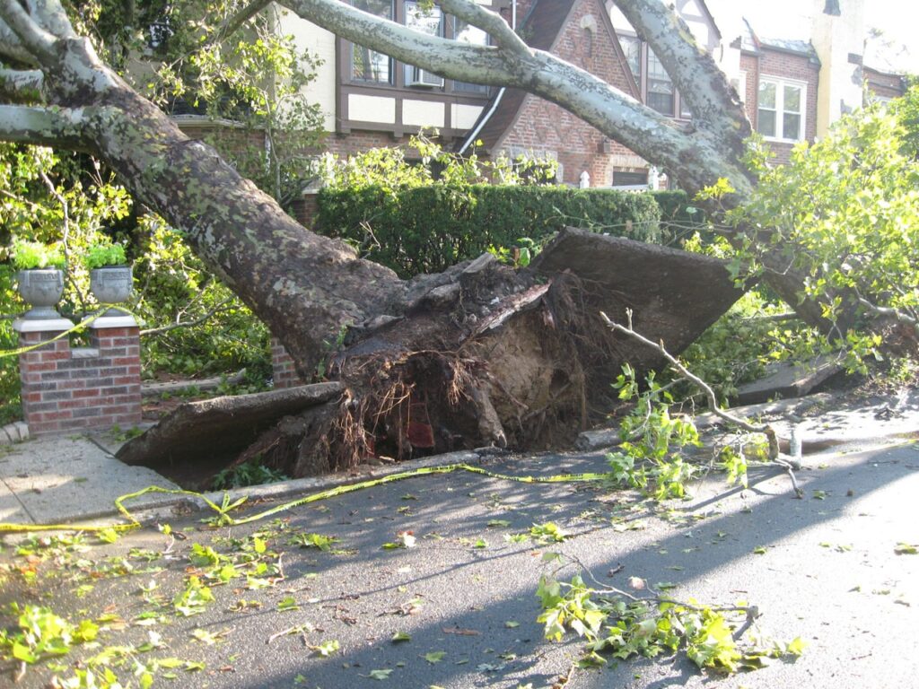 Tree falling on home after storm