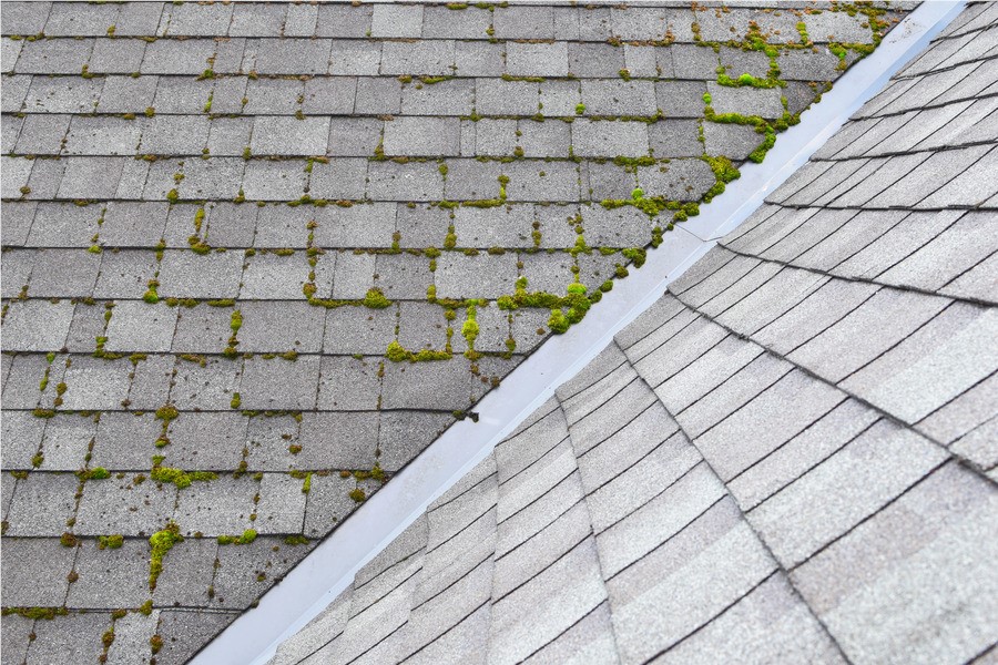 Roof moss removal is important to your roof health. 