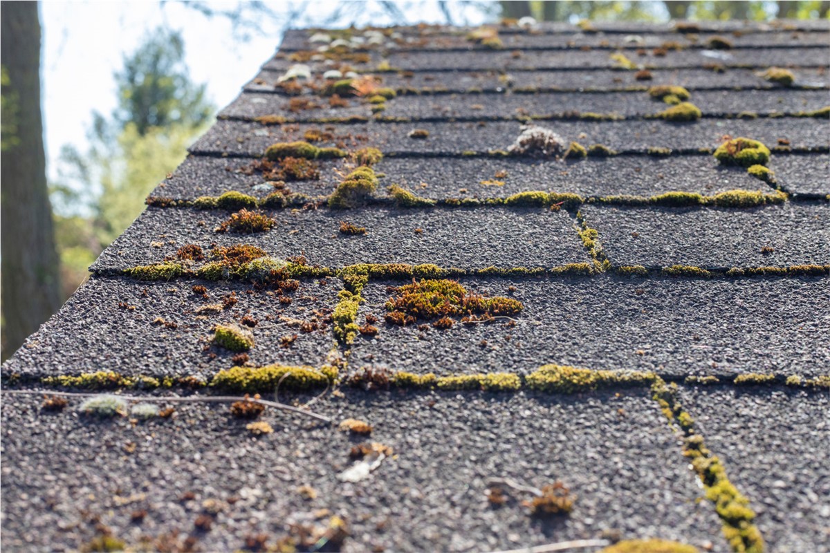 Roof algae forms easily but can be easily controlled. 