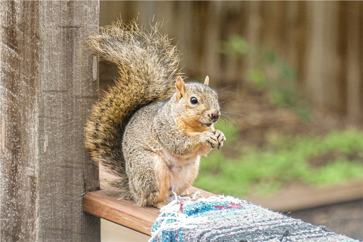 Squirrel on the deck of a home.