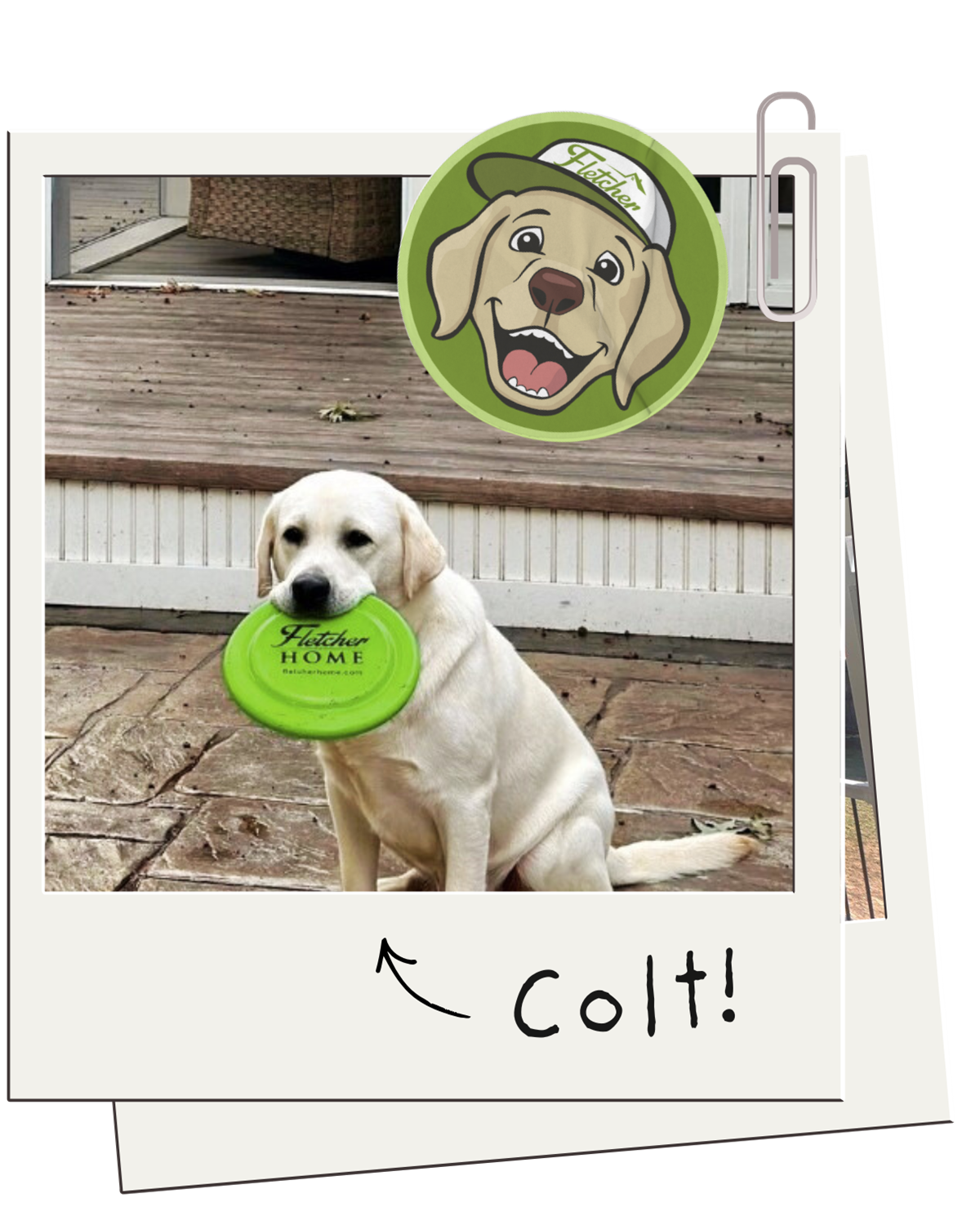 Picture of yellow lab with green frisbee.