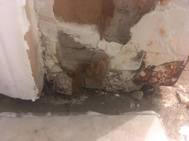 Mold Mysteries Solved: Your Guide to Mold Removal in Tampa