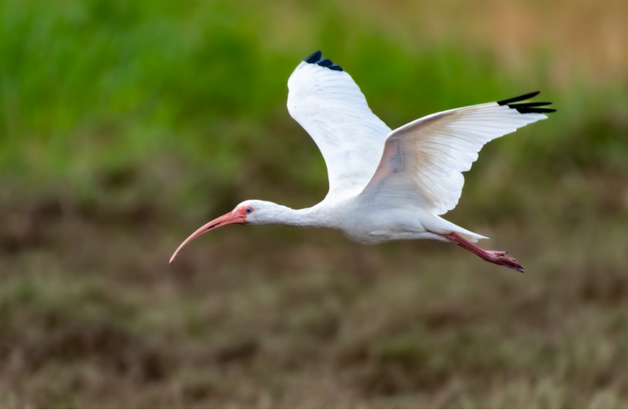 Sarasota's Ecotourism Attractions: Exploring Nature's Wonders