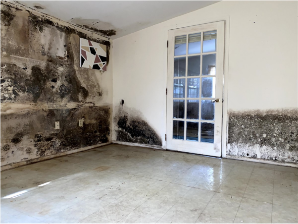 Commercial Mold Testing in Clearwater: Signs You Need it
