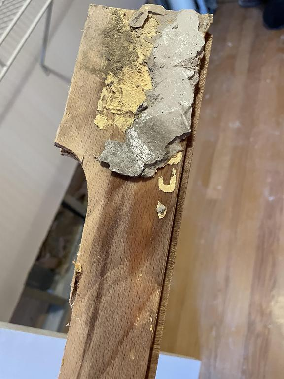 Mold growth on a wooden plank