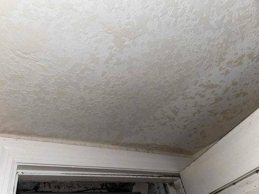 Moldzilla: Don't Let Mold Take Over Your Orlando Home