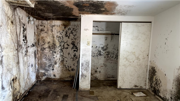 Why Mold Remediation is Essential for Your Family's Well-being