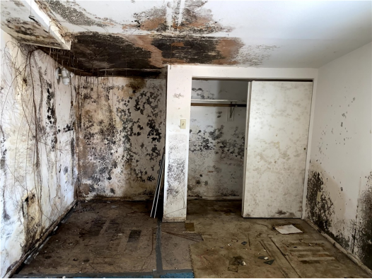 Mold Prevention: Create a Healthy and Safe Living Environment in Tampa