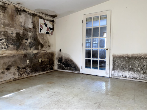 Mold Prevention: Create a Healthy and Safe Living Environment in Tampa