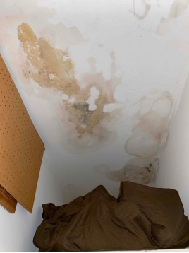 Mold Mayhem in St. Pete? Don't Panic! Here's How to Restore Your Home