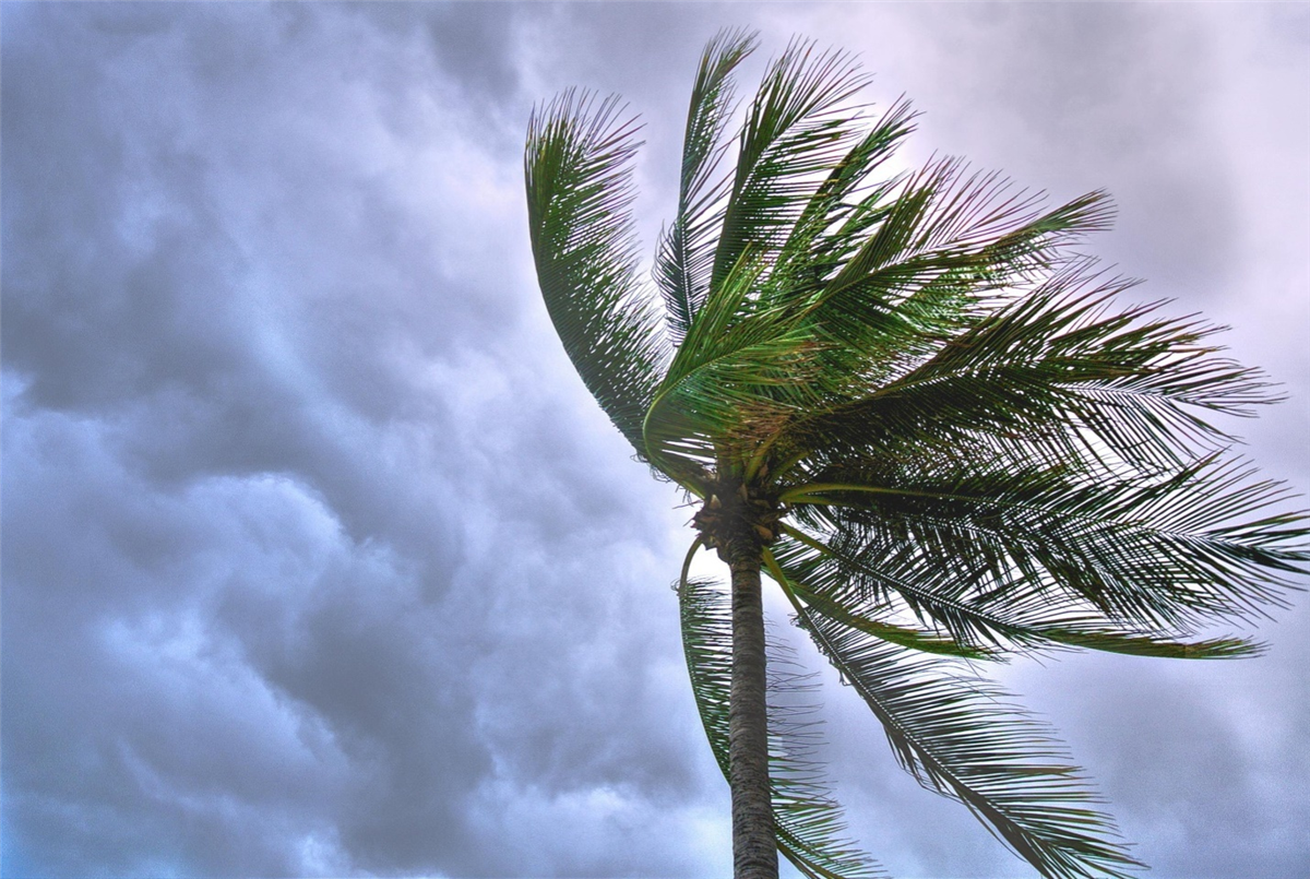 coconut tree picture