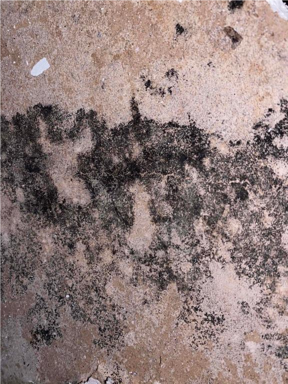  Mold on a wooden surface