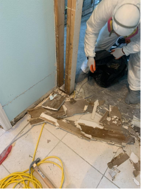 Mold in Paradise? What St. Petersburg Residents Need to Know