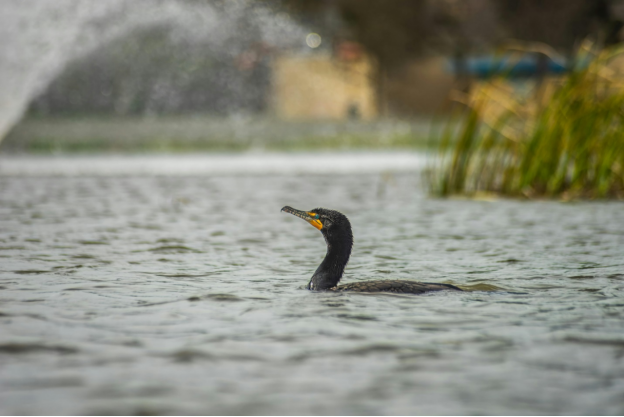 Protecting Clearwater's Natural Resources: Citizen Conservation Efforts