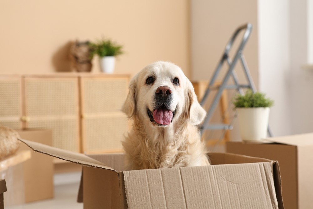 2024 St. Louis Moving Guide: Moving Cross-Country With Pets