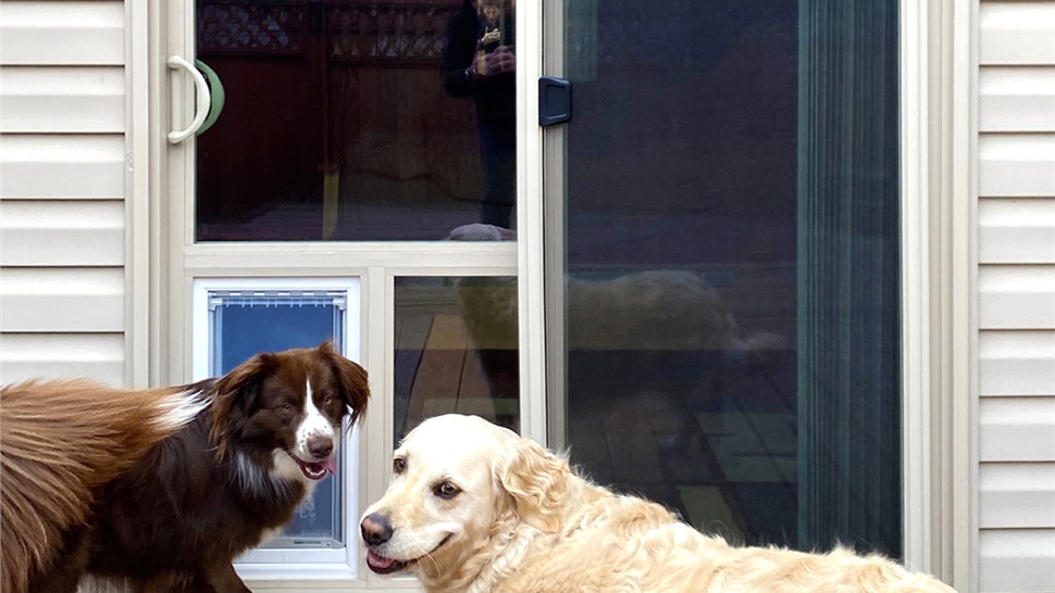 Dog Door Installation Photo 7