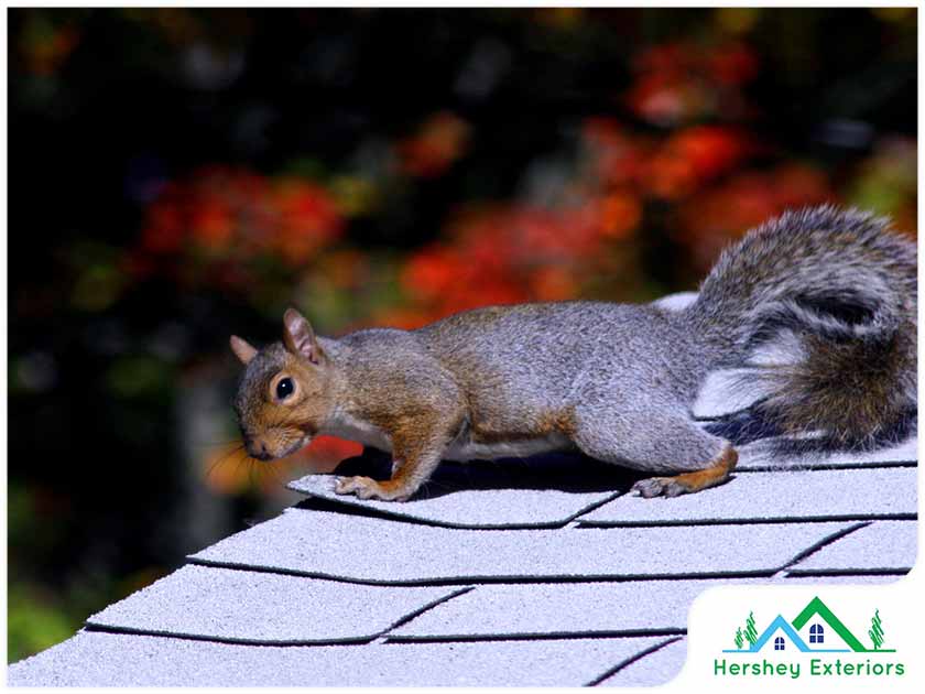 Preventing Roof Damage From Animals