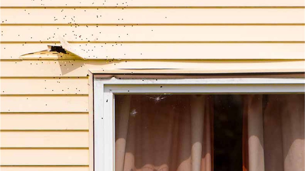 Siding - Siding Repair Photo 1