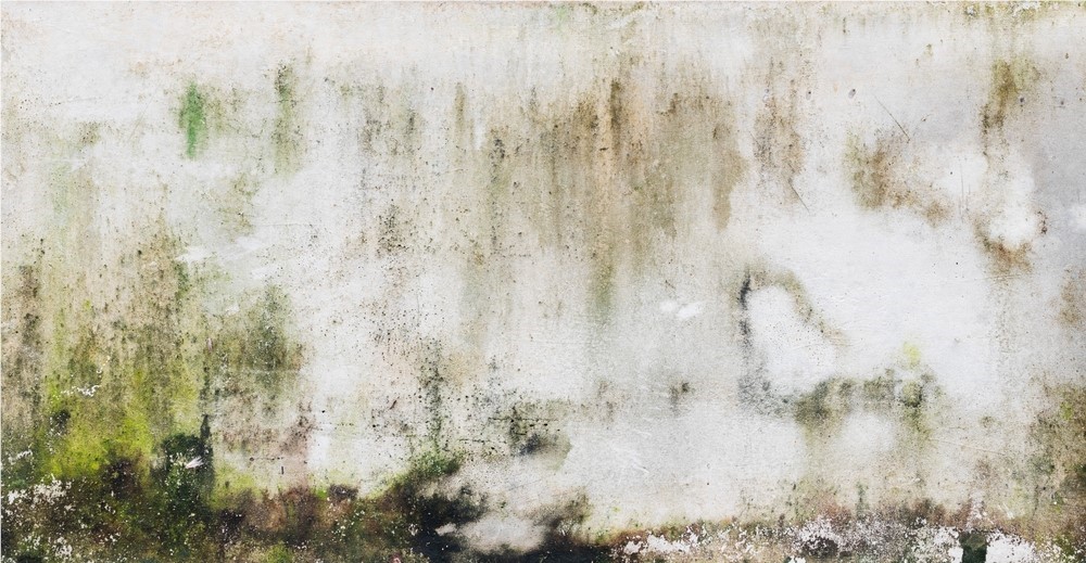 Should You Test for Mold Before and After Remediation?