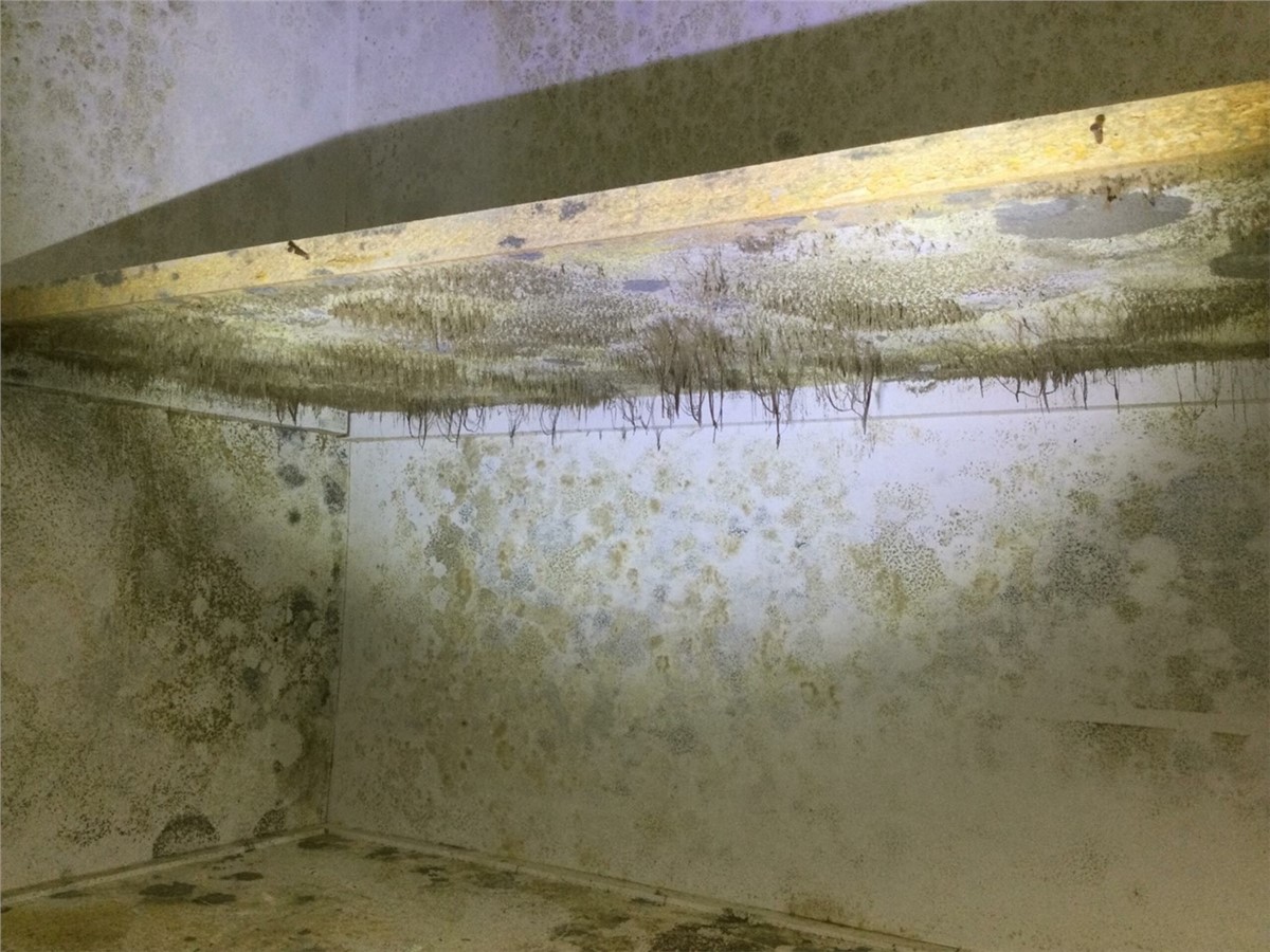 Why Mold Is So Common in Homes in East Tennessee