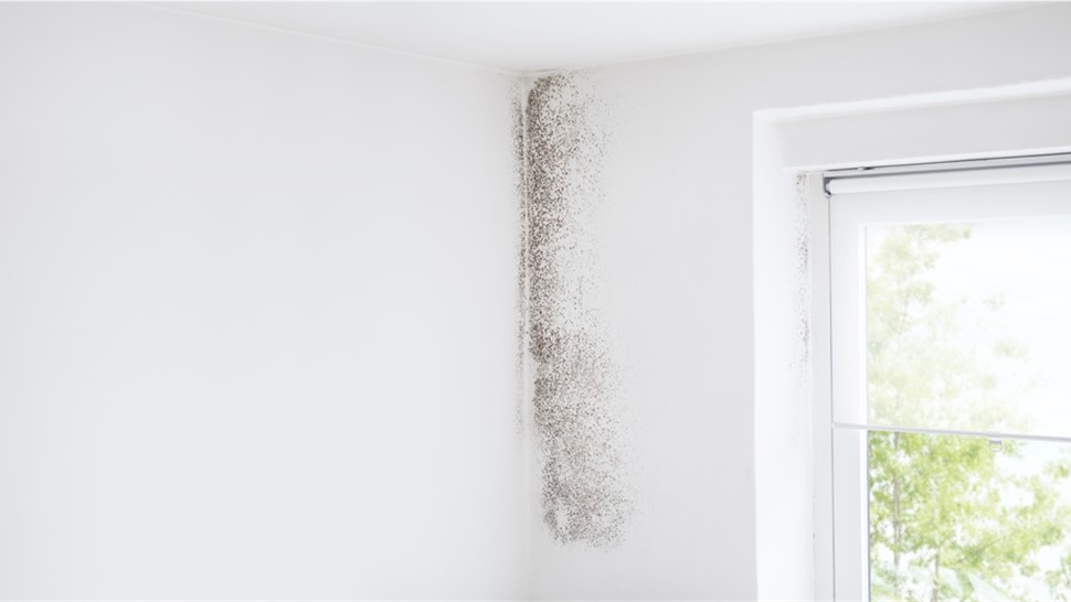 Restoration - Mold Removal & Remediation Photo 1