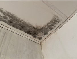 Restoration - Commercial Mold Removal & Remediation Photo 4