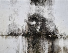 Restoration - Commercial Mold Removal & Remediation Photo 3