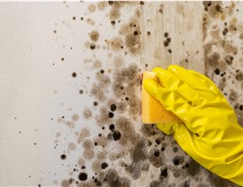 Restoration - Commercial Mold Removal & Remediation Photo 2