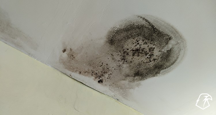 indoor ceiling leak with molds