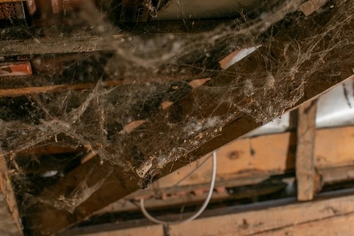 The Hidden Dangers in Your Attic: Mold, Pollutants, and What You Can Do About It