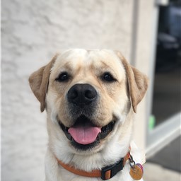 Caesar