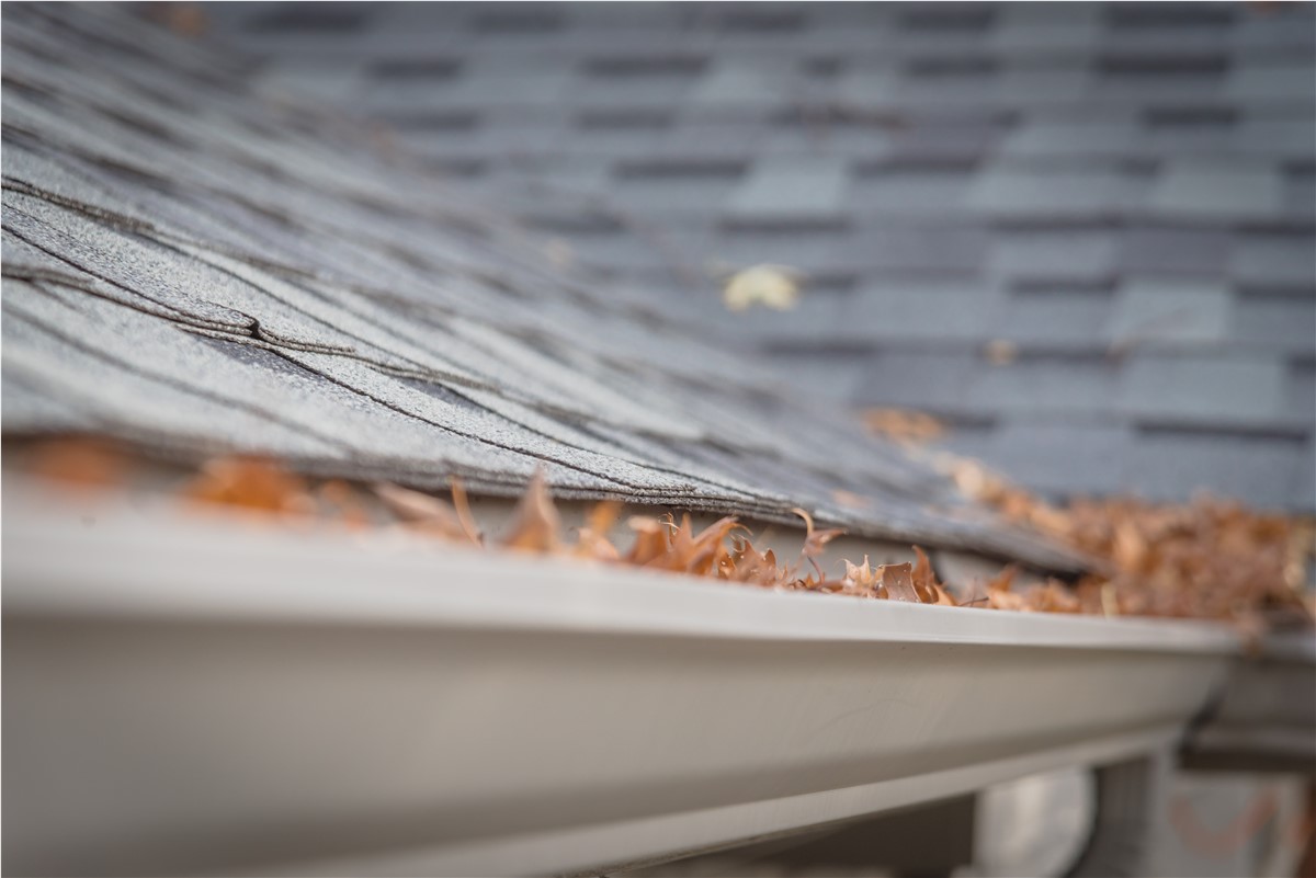 How Important Is It to Remove Fallen Leaves from Your Roof?