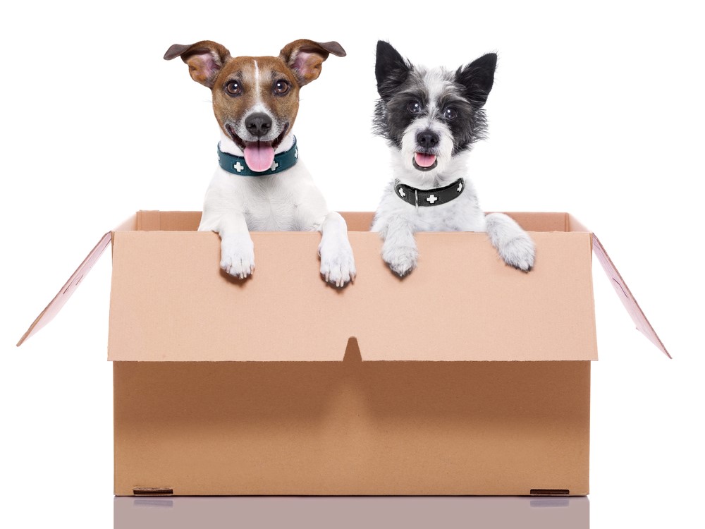 Essential Tips for Moving with Pets