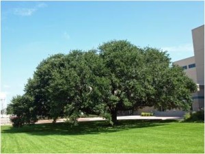 Shade Trees