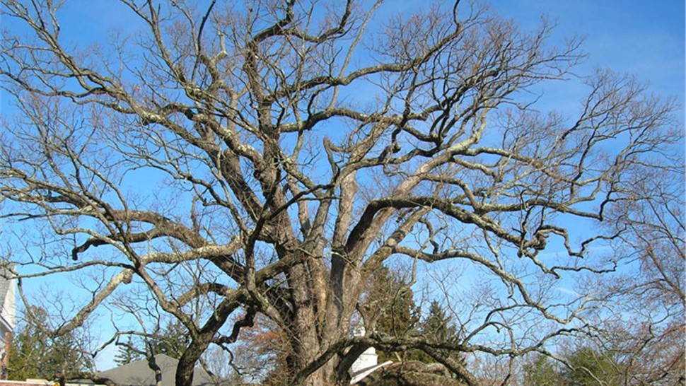 Basking Ridge Photo 1