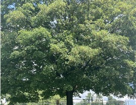 Upper Dublin Township Movers Photo 3